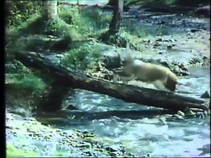 1982年CM 住友生命 犬