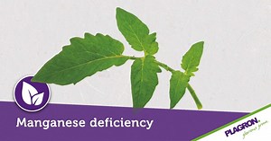 Manganese deficiency when pH is too high http://bit.ly/manganesedeficiency #togetherwegrow #plagron #manganesedeficiency #growyourown #lovetogrow | Plagron