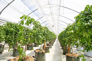 Scott's Place (part of the Passionfruit Place co-operative) - Pro Controller case study