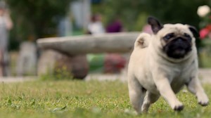 Happy pug running across a grassy park - Free Stock Video
