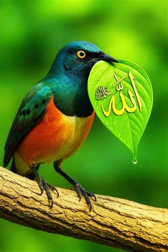 Allah hu akbar | allah hu allah hu ☝️