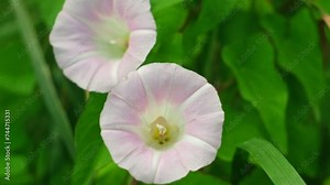 Field bindweed or Convolvulus arvensis or European bindweed or Creeping Jenny or Possession vine herbaceous perennial plant with big white flowers surrounded with dense green leaves. Close Up