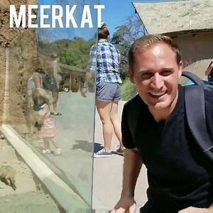 Daily sign - MEERKAT ... Alan! Alan! Alan! Maybe that's not Alan, maybe that's Steve ... Steve! Steve! 🤣 A family group of meerkats can be called a 'mob', 'ga | Christopher Gorges - M.Ed.