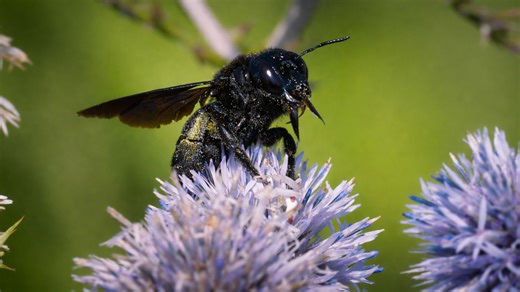 Close-up footage reveals a powerful bee collecting nectar