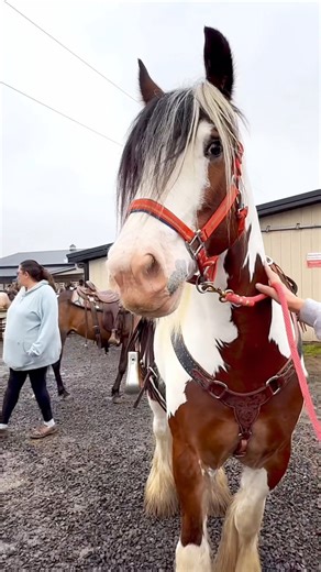 BEAUTIFUL Auction Horses 🤩 | Free Spirit Equestrian