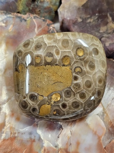 Awesome Pattern Polished Petoskey With Fossilized Sediment. - Etsy Canada