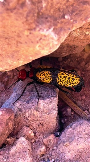 Iron Cross Blister Beetle are toxic to the touch due to an excretion of a fatty substance called cantharidin that they excret through their legs and antenna. Crushing or ingesting them will have a more severe affect, but simply handling them can cause skin blisters. So yeah… don’t touch these guys! #ironcrossblisterbeetle #ironcross #blisterbeetle #beetle #toxic #insect