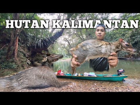Camping Hujan Deras Mencari Rusa 3 Hari di hutan Kalimantan Bushcraft and Camp Overnight