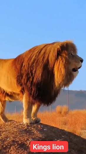 Most beautiful lion's roar #lions #viral #metachallenge #wildlife100world | Wild Life
