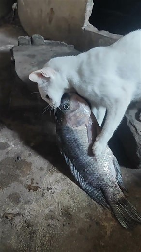 เผลอไม่ได้เลยนะเสียวหมี่ #cat #แมว #animals #แมวกินปลาดิบ #สัตว์โลกน่ารัก