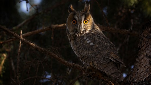 Silent owl observed on a branch - captured by hidden camera