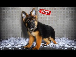 FREE German Shepherd puppy | German Shepherd puppy for free adoption