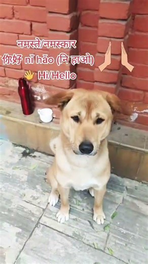 Learn how to say Hello (你好) in Chinese – the most basic and important greeting!