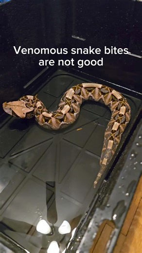 1.1M views · 8.3K reactions | Venomous snake bites are really bad. #reptiles #venomoussnakes #snakebite #gaboonviper #cobra #kingcobra #pets | Joey Josselson | Facebook