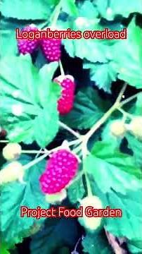 Loganberries Overload-SE6-Project Food Garden