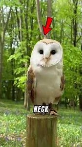 5 Owl Facts That Sound Almost Impossible 🦉