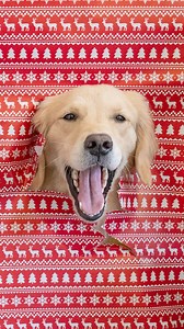 1.2M views · 19K reactions | I think this is Christmas card-worthy! | Ellie Golden Life | Facebook