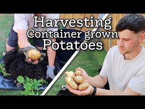 When and how to harvest potatoes from containers