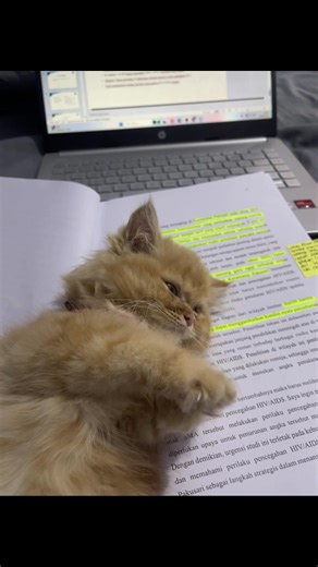 Kucing Imut dan Gemoy: Video Lucu yang Menggemaskan