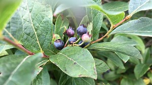 Picking wild blueberries always a bittersweet time of year