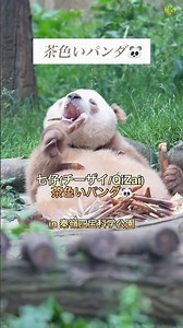 The World’s Only Brown Panda, Qi Zai｜The Genetic Mystery Behind His Unique Color and What #shorts