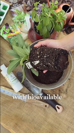 Trick to Stop Root Rot and Transplant Shock