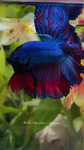 🌿🍏🍇🌱Peacock green red rose tail 🌿 Large 🌱 5cm Breeding pair available WhatsApp 0772812506 Island wide delivery available within 24hr #fypシ #fish #trending #viral #aquarium