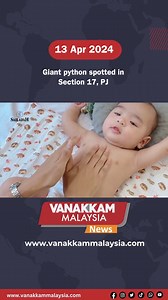 Giant python spotted in Section 17, PJ #latest #vanakkammalaysia #Giant #python #spotted #Section #17 #PJ #trendingnewsmalaysia #malaysiatamilnews #fyp #vmnews #foryoupage | Vanakkam Malaysia