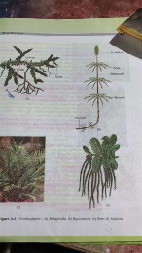 how to highlighted ncert books plant kingdom lesson 5 #biology #neet #class11 #boardexam #aiims
