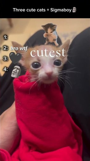 Ranking the 5 WEIRDEST Cats Ever 😹🐱 | #5 Is INSANE!