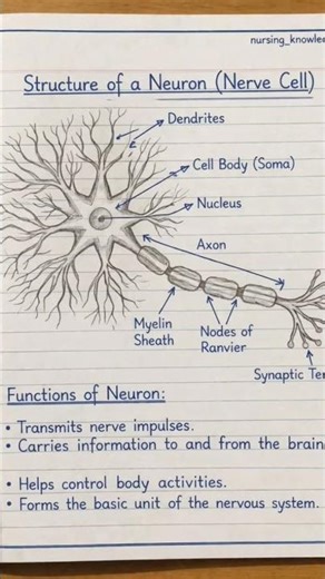 structure of neuron Nerve cell. Any part of neuron. Function of Neuron. #nerves #nerveactivity
