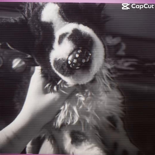 Internet girl trend #essa#essadog#douglasdog#comfortplush#plushie