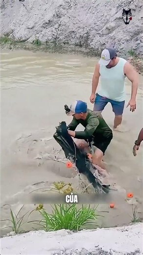 The Extraordinary Strength of Giant Fish in Shallow Waters!