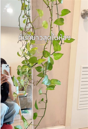 สภาพดูไม่ค่อยจืด #พลูด่าง #pothos #ต้นไม้แต่งบ้าน #plants