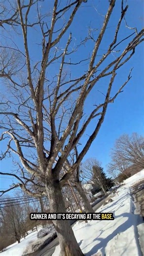 Does This Oak Tree Need to Be Removed? Signs of a Dead Tree