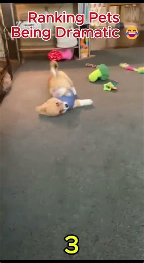 Ranking Pets Being Dramatic (TOO FUNNY!) 😂 #Shorts #pets