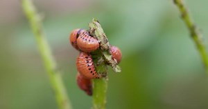 Colorado potato beetle larvae on plant stem