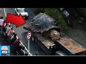 5 Schildkröten, die so wirklich existieren!