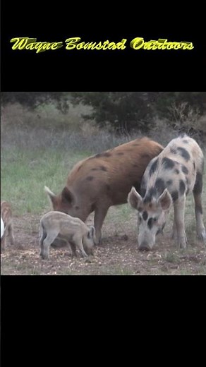 Hunting Feral Hogs in Texas with Bow and Arrow - 304 #shorts