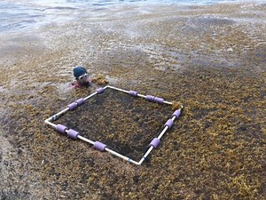 Giant seaweed farm in the middle of the ocean aims to be a global carbon sink - The Weather Network