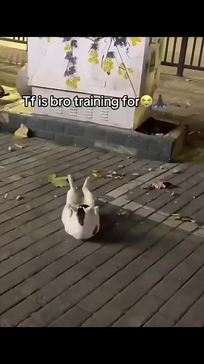 Don Pollo meme explained: why the Don Pollo video is viral