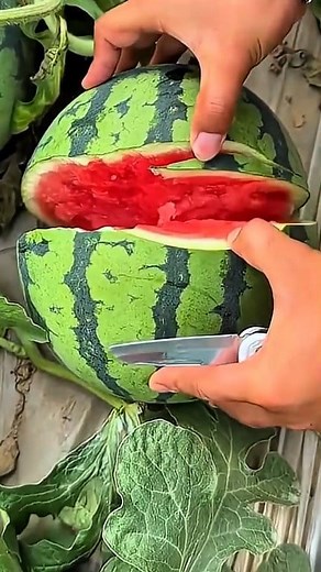 466K views · 9.2K reactions | Satisfying asmr cutting a red, crispy, sweet watermelon #watermelon #fresh #juicy #crunch #nature #sweet | Aji Gunawan | Facebook