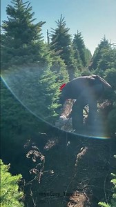 🎄 Christmas Fir Trees! 😲 Grown Just For Holidays! #shorts