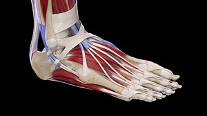 1K views · 43 reactions | 禮 Step into the fascinating world of human anatomy with our digitally precise 3D models! 易 Explore the intricate structure and function of the foot, uncovering the secrets of its bones, muscles, ligaments, and more. Discover the foundation that supports our every step! #medical #anatomy #science #meded #biology #3d #3dmodel #cg #sciart #3danimation #vray | SciePro | Facebook
