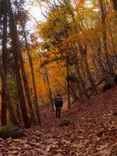 【坊ガツル登山口〜坊ガツル】 2025/11/12吉部駐車場スタートで大船山に登ってきました。道中撮影したもの少しずつ上げていきます。 紅葉も少し落ち始めてたけど綺麗だった！ On November 12, 2025, I started from Yoshibe parking lot and climbed Mt. Ofuna. I will be uploading some of the photos I took along the way. The autumn leaves were starting to fall, but it was still beautiful! いいなと思ったらいいね・保存・フォロ 一お願いします！ If you enjoyed it, please like, save, and follow for more ◾︎Photo account @GAWARAdesu Detailed Settings and more camera:SONY α7M3 lens:FE 24-70mm f2.8 SIGMA DGDN Art F:2.8 Ed