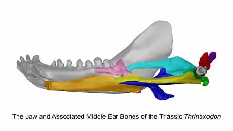 Engineering simulations rewrite the timeline of the evolution of hearing in mammals