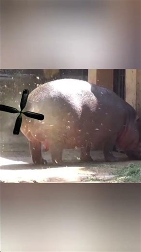 why hippo spread their poop everywhere . #facts