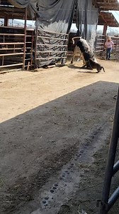 Aguas con la agua Jorge #toros #torosbravos #ganado #pbr #bulls #rodeos #jaripeos #jaripeoranchero #mascotas | Lupe tremendo