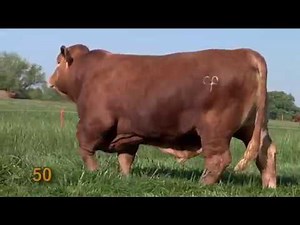 SOUTHERN TRADITION XIV PRODUCTION SALE PART 2