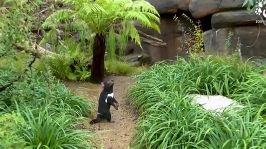 Globe-Trotting Tasmanian Devils Sent to 4 International Zoos